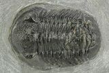 Detailed Gerastos Trilobite Fossil - Morocco #377257-1